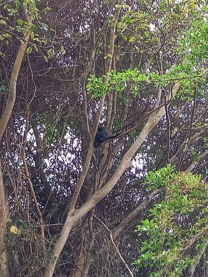 In den Bäumen toben die Affen umher.