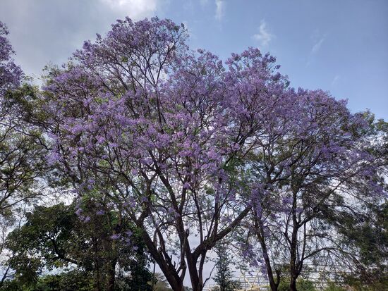 Überall blüht wunderschön der Jakarander Baum.