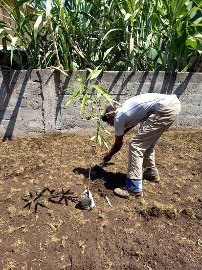 Wir starten damit die Bäume zu pflanzen.