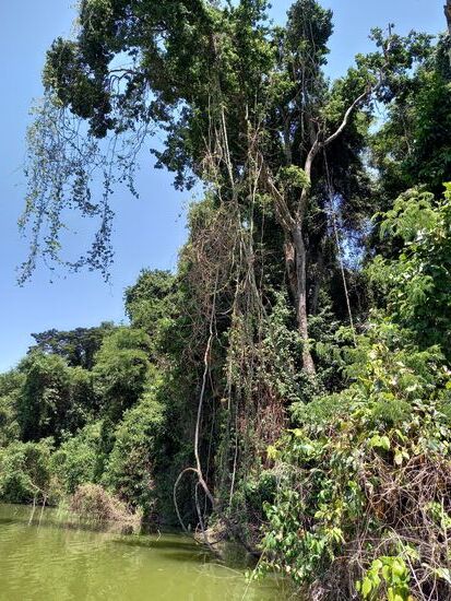 Riesige Bäume säumen das Ufer