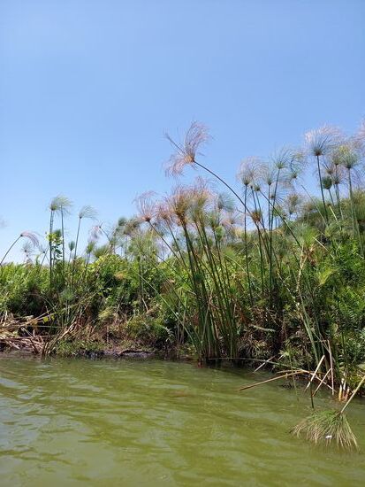 Eine Insel aus Farnen, verschiedenen Gräsern und Papyrusgras.