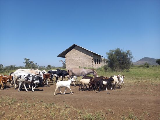 Ein Bild das uns schon sehr vertraut ist. Ziegen und Rinder kreuzen den Weg.