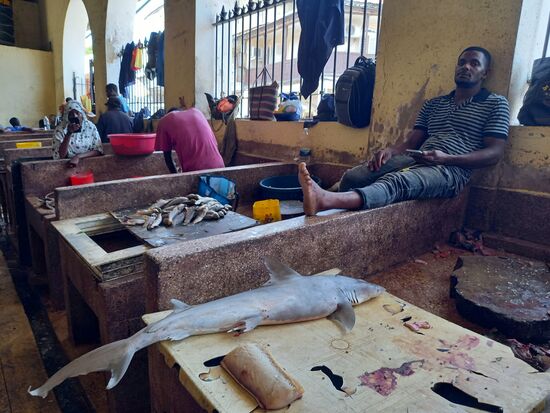 Ali führt uns zum Fischmarkt. Hier liegt ein Hai.