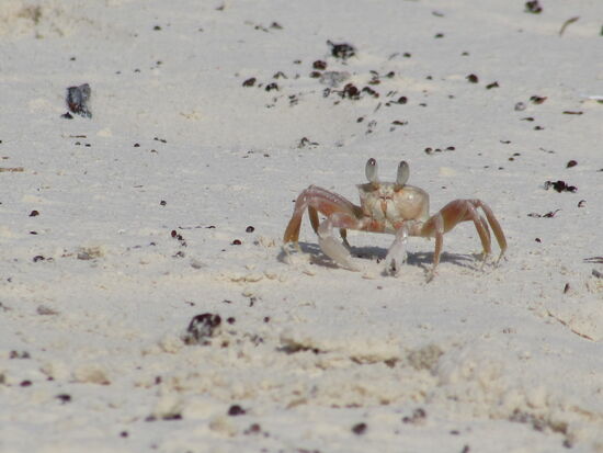 Der ganze Strand lebt