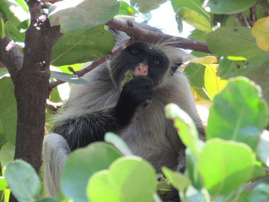 Im Baum vor unserer Hütte toben zwei rote Colobus herum und ernten die Früchte.