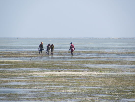 Während der Ebbe schwärmen die Einheimischen aus und sammeln Schnecken.