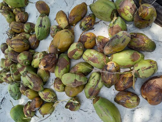 Am Ende sind einige Nüsse zusammen gekommen.