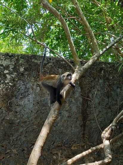 Besuch von einem roten Colobus Affen.