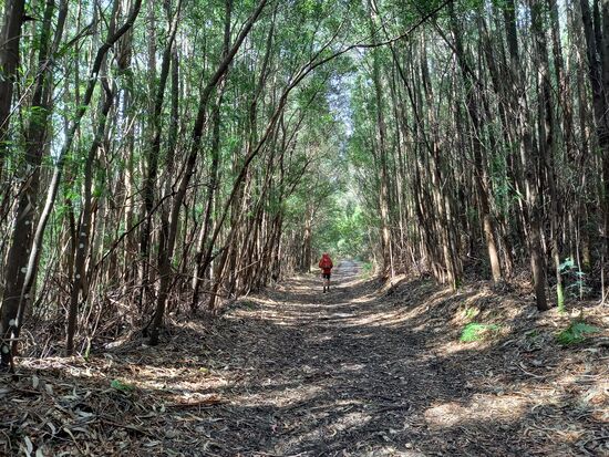 Wir durchqueren einen Eukalyptuswald