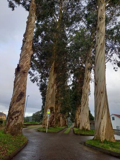 Am Wegesrand sehen wir riesige Eukalyptus Bäume.