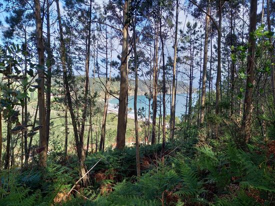 Nach der kurzen Pause sind wir fast nur durch Wald gegangen. Immer bergauf und bergab. Dann hören wir das Rauschen des Meeres und kõnnen zwischen die Bäume hindurch eine Bucht erspähen.