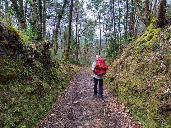 Der Weg führt heute viel durch Wald.