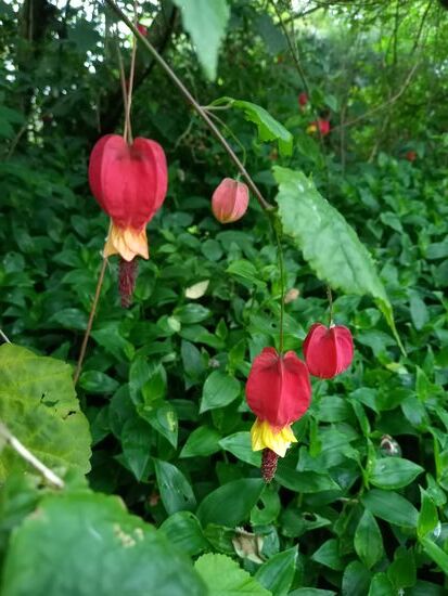 Diese kleinen Lampions ziehen mein Interesse auf sich. Matthias findet heraus  das es sich um eine kriechende Samtpappel handelt.