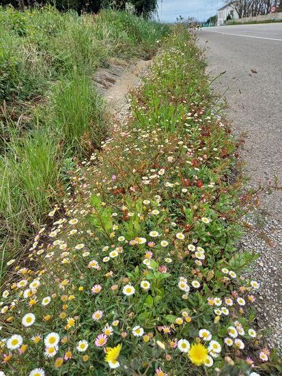 Auch am Straßenrand ist es sehr häufig so bunt und Blütenreich.