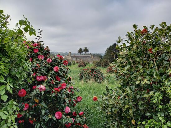 Camelien erfreuen sich hier großer Beliebtheit.