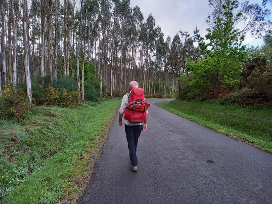 Wieder einmal entlang von einer  Euktalyptusbaum Plantage