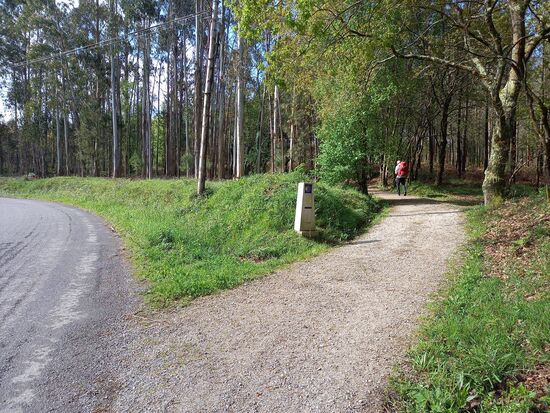 Wie schön, es geht ein Stück durch den Wald.