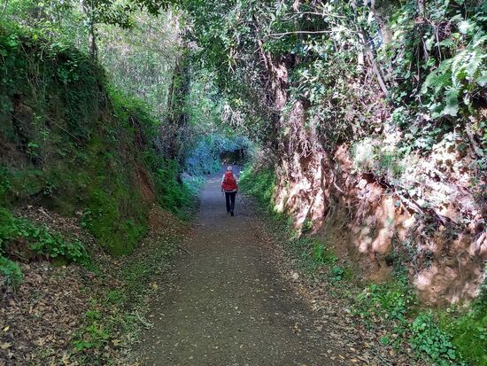 Auf herrlichen Waldwegen geht es weiter.