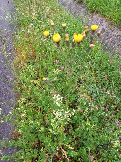 Am Wegesrand wachsen jede Menge Wildkräuter.