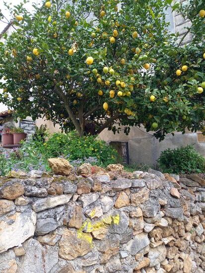 Zitronenbäume am Wegesrand