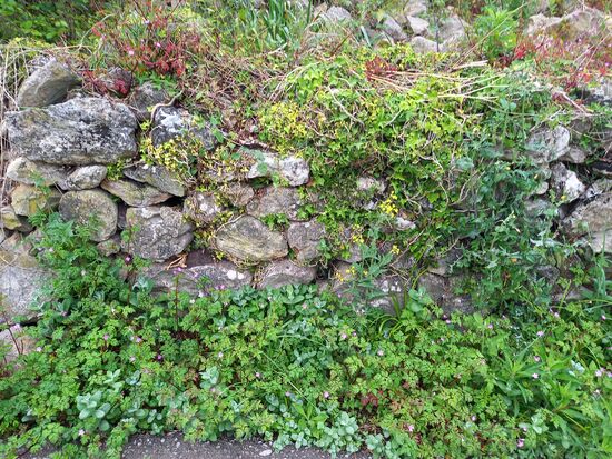 Die Mauern entlang des Weges sind vielfältig bewachsen. So schön anzusehen.