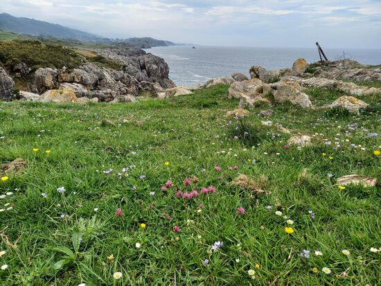 Ein Blütenmeer auf den Wiesen.