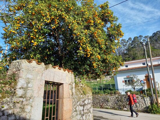 Orangenbäume am Wegesrand