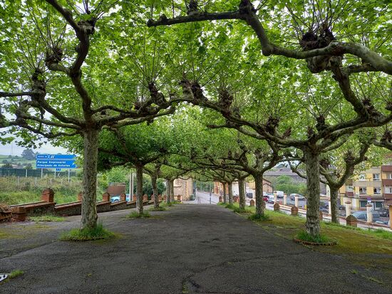 Ich liebe diese Plätze, die mit Platanen überdacht sind.