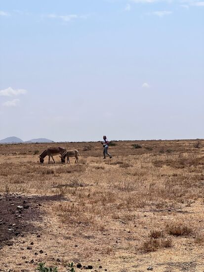 Ich sichte zwei Esel und muss da erstmal hin  