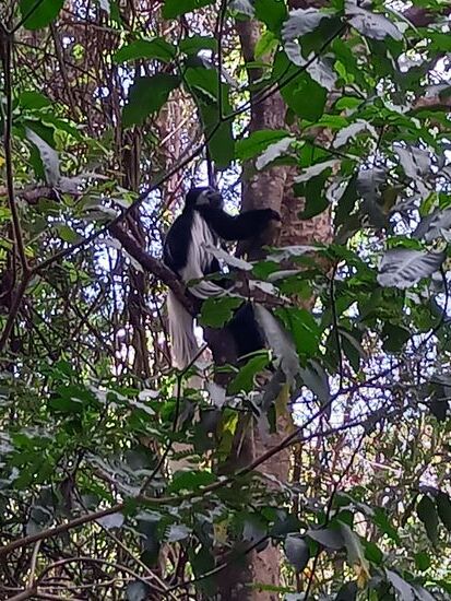 Dann entdecke ich einen Colobus in den Baumkronen.
