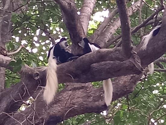 Dann sehe ich weitere und schließlich die ganze Familie  