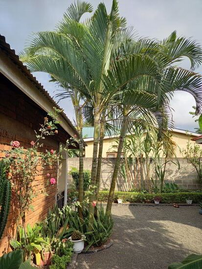 Witness hat den Innenhof mit vielen Pflanzen gestaltet und das macht es zu einer angenehmen Umgebung.