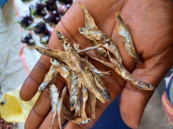 Die Einheimischen lieben diese kleinen Fische. Er wird oft in einer würzigen Soße zubereitet. Ich versuche dieses Gericht zu umgehen.