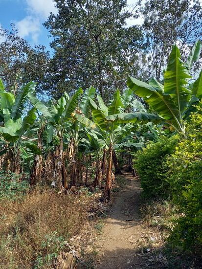 Es geht vorbei an kleinen Bananenplantagen.