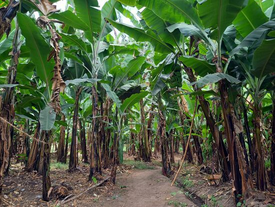 Hier ist die Lebenssituation etwas besser. Denn die Familie hat eine kleine Bananenplantage, zwei Kühe, ein paar Enten und auch Hühner.