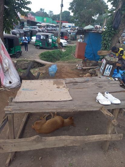 Hunde die ein Nickerchen machen