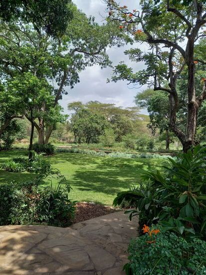 In der Ferne sehen wir Wasserbüffel