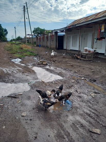 Überall Pfützen,  sehr zur Freude der Enten.