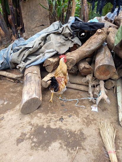 Direkt neben der Küche (Kochtopf) ist der Hahn und ein Huhn angebunden.  Mit Tieren geht man hier nicht zimperlich um.  