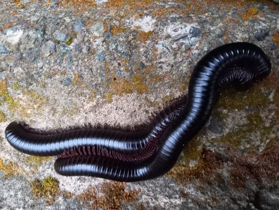 Abends entdecken wir einen Tausendfüßler auf einer Mauer im Homestay.