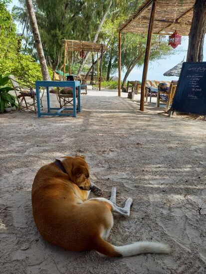 Die Hunde haben hier ein Luxus Leben.