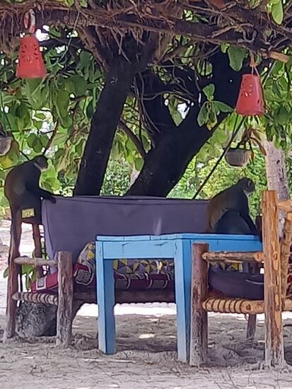 Die Meerkatzen halten immer Ausschau nach etwas essbaren oder stehlen durchaus auch mal ein Handy.