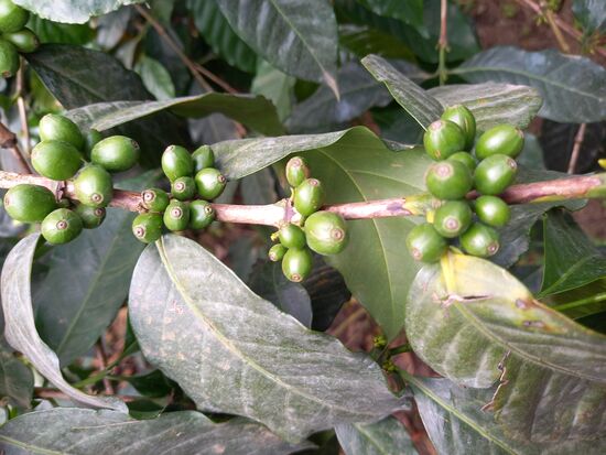 Kaffee Kirschen. Die Ernte findet mehrmals im Jahr statt. Ein Strauch kann 4-5kg Kirschen Ernte bringen.