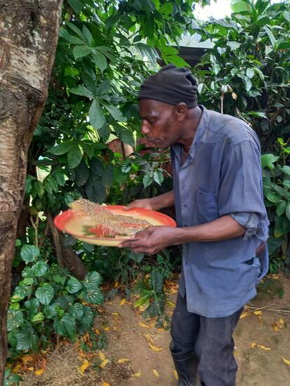 Hier wird die Bohne vom Spreu befreit.