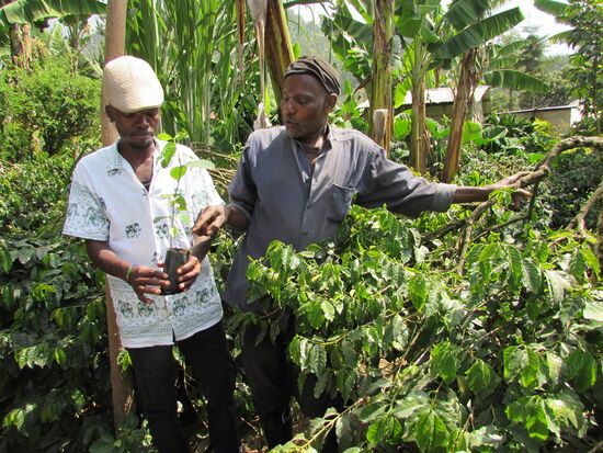Dieses ist die älteste Kaffee Pflanze der Farm. Sie ist ca. 150Jahre alt. Im Schatten der Pflanze werden neue Stecklinge gezogen.