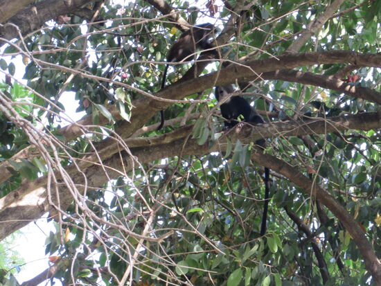 In den Bäumen entdecken wir Affen.