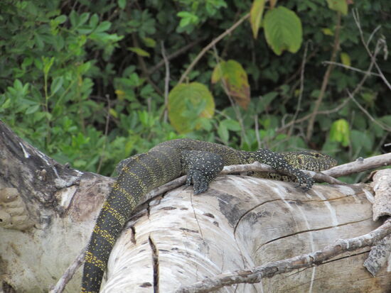 Das ist kein Krokodil