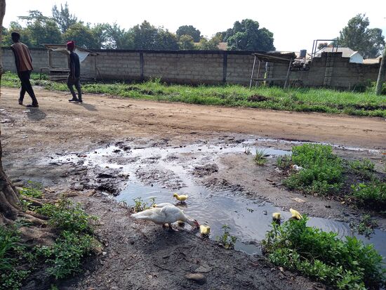 Wie süß,  eine Entenfamilie