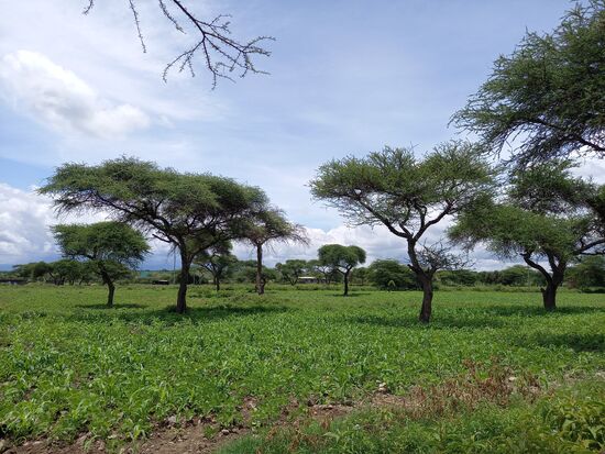 Die Umgebung der Schule