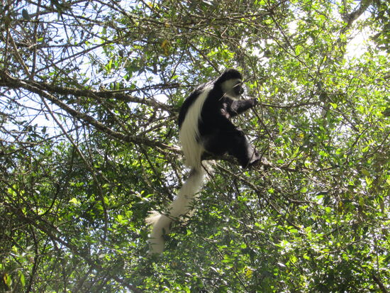 In den Bäumen turnen verschiedene Affenarten herum. Hier ein Colabus.